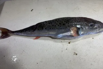 Kod Splita ulovili opasnu ribu! Njezin otrov uzrokuje smrt, evo &scaron;to napraviti ako ju sretnete