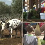 Istražili smo kako doći do domaće hrane: 'Mladi ovo ne kuhaju, a stariji su umrli'