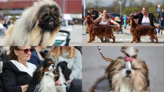 Održana velika izložba pasa: Preslatke nju&scaron;ke iz 18 zemalja osvojile Hrvatsku!