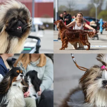 Održana velika izložba pasa: Preslatke nju&scaron;ke iz 18 zemalja osvojile Hrvatsku!