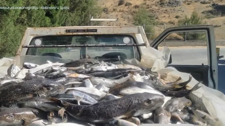 Otrovna srebrena napuhača opet ulovljena kod Splita: Stručnjaci objasnili za&scaron;to je tako opasna