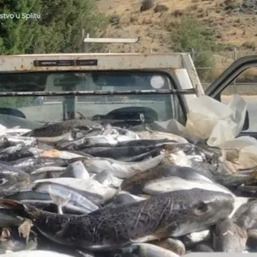 Otrovna srebrena napuhača opet ulovljena kod Splita: Stručnjaci objasnili za&scaron;to je tako opasna