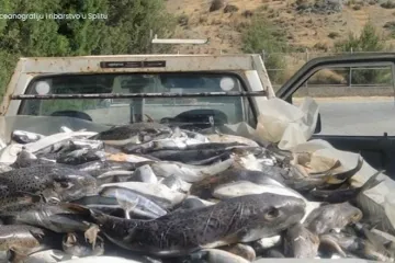 Otrovna srebrena napuhača opet ulovljena kod Splita: Stručnjaci objasnili za&scaron;to je tako opasna