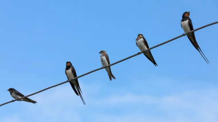 [KVIZ] Jeste li stručnjak o lastavicama?