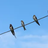 [KVIZ] Jeste li stručnjak o lastavicama?