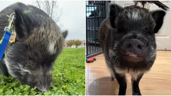 Svinja Merlin postala je prava internetska senzacija: Nevjerojatno kakve sve vje&scaron;tine pokazuje