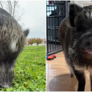 Svinja Merlin postala je prava internetska senzacija: Nevjerojatno kakve sve vje&scaron;tine pokazuje