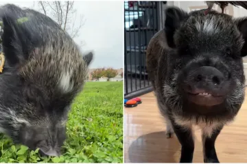 Svinja Merlin postala je prava internetska senzacija: Nevjerojatno kakve sve vje&scaron;tine pokazuje