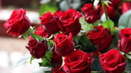 [KVIZ] Samo veliki botaničari mogu rasturiti na pitanjima o ružama