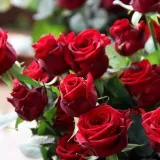 [KVIZ] Samo veliki botaničari mogu rasturiti na pitanjima o ružama