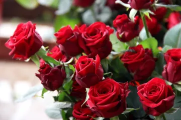 [KVIZ] Samo veliki botaničari mogu rasturiti na pitanjima o ružama