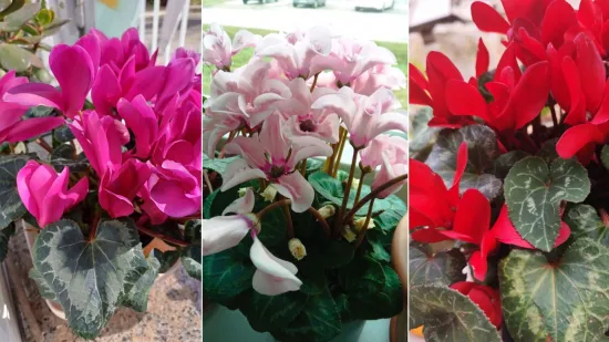 Diva među cvijećem: Vjeruje se da donosi mir i &scaron;titi od negativne energije