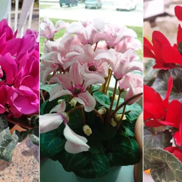 Diva među cvijećem: Vjeruje se da donosi mir i &scaron;titi od negativne energije