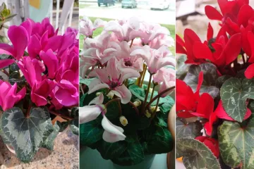 Diva među cvijećem: Vjeruje se da donosi mir i &scaron;titi od negativne energije