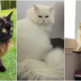 Aristokratkinja mačjeg svijeta: Ovo su va&scaron;e prekrasne perzijske mačke