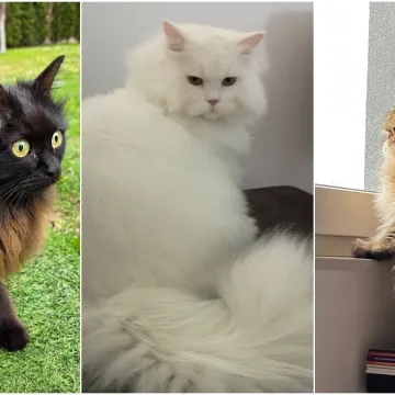 Aristokratkinja mačjeg svijeta: Ovo su va&scaron;e prekrasne perzijske mačke