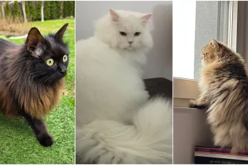Aristokratkinja mačjeg svijeta: Ovo su va&scaron;e prekrasne perzijske mačke