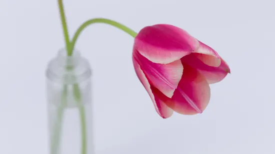 Kako osvježiti tulipane u vazi? Vrtlarka podijelila zgodan trik, testirala je tri metode