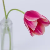 Kako osvježiti tulipane u vazi? Vrtlarka podijelila zgodan trik, testirala je tri metode