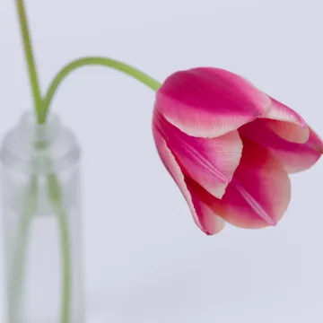 Kako osvježiti tulipane u vazi? Vrtlarka podijelila zgodan trik, testirala je tri metode