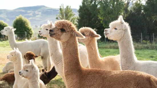 [KVIZ] Samo najveći ljubitelji alpaka imat će sve točne odgovore