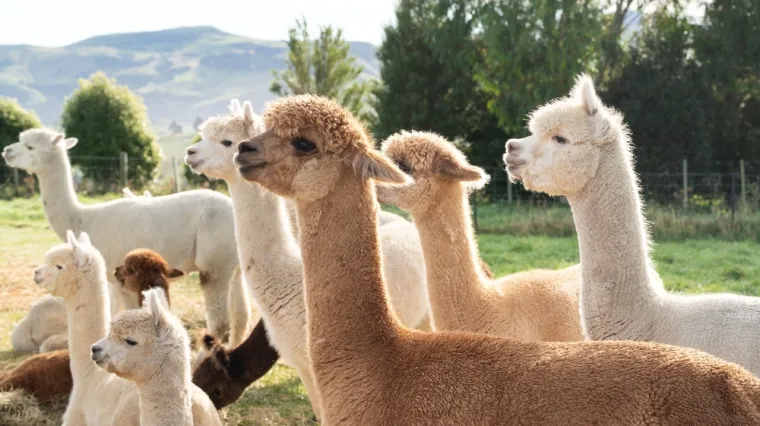[KVIZ] Samo najveći ljubitelji alpaka imat će sve točne odgovore