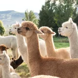 [KVIZ] Samo najveći ljubitelji alpaka imat će sve točne odgovore