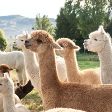 [KVIZ] Samo najveći ljubitelji alpaka imat će sve točne odgovore