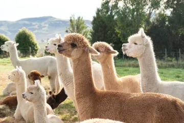 [KVIZ] Samo najveći ljubitelji alpaka imat će sve točne odgovore