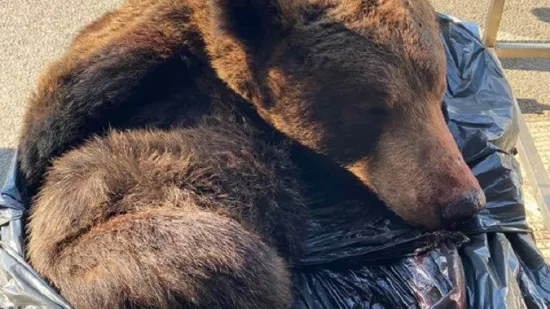 Srbinu u gepeku prona&scaron;li glavu i kožu medvjeda! Carinike &scaron;okirala scena u Staroj Gradi&scaron;ki