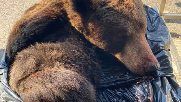 Srbinu u gepeku prona&scaron;li glavu i kožu medvjeda! Carinike &scaron;okirala scena u Staroj Gradi&scaron;ki