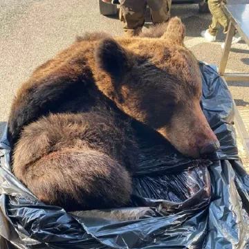 Srbinu u gepeku prona&scaron;li glavu i kožu medvjeda! Carinike &scaron;okirala scena u Staroj Gradi&scaron;ki