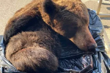 Srbinu u gepeku pronašli glavu i kožu medvjeda! Carinike šokirala scena u Staroj Gradiški
