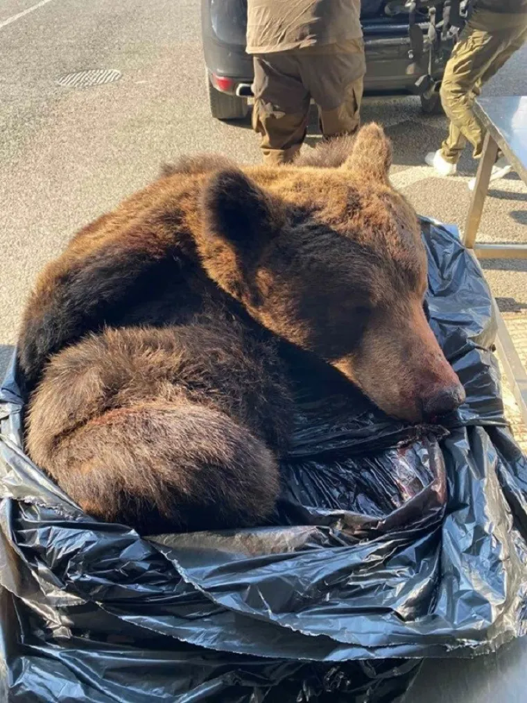 Srbinu u gepeku prona&scaron;li glavu i kožu medvjeda! Carinike &scaron;okirala scena u Staroj Gradi&scaron;ki