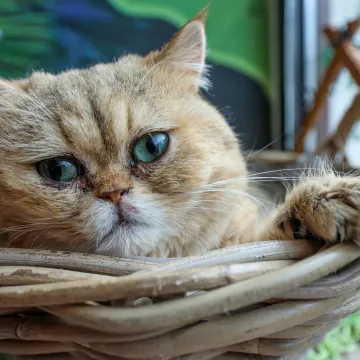 U Zagrebu otvoren kafić u kojem su mace prave zvijezde, ali nisu i jedino slatko 'krzneno osoblje'