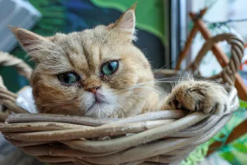 U Zagrebu otvoren kafić u kojem su mace prave zvijezde, ali nisu i jedino slatko 'krzneno osoblje'