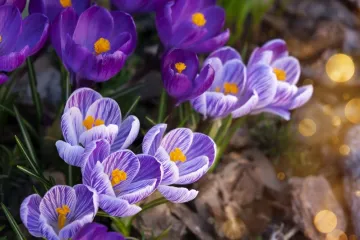 Ova proljetna cvijeća svi morate imati u svom domu: Navodno privlače novac i ljubav