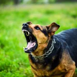 Pas te&scaron;ko ozlijedio dijete na ulici: Zavr&scaron;ilo je u bolnici