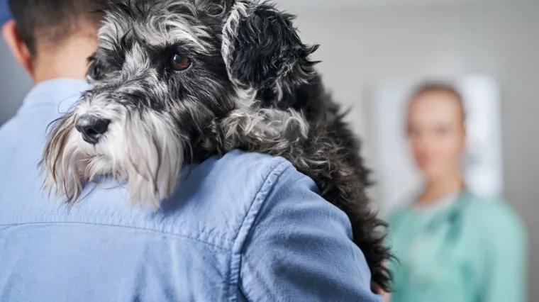 Veterinar: 'Svi vlasnici koji se opra&scaron;taju od ljubimaca postavljaju isto pitanje'
