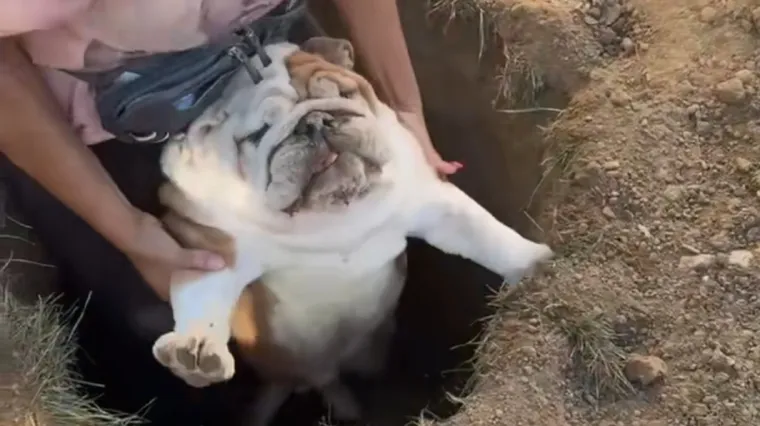 Ima tako nekih stvorenja koja naprosto vole upadati u nevolje