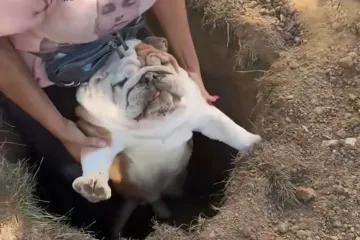 Ima tako nekih stvorenja koja naprosto vole upadati u nevolje