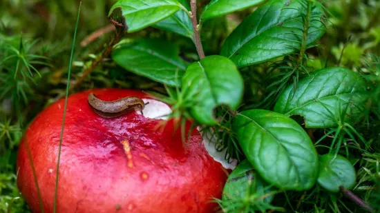Ova biljka tjera puževe golaće: Ne podnose njen miris i ne trebaju vam pesticidi