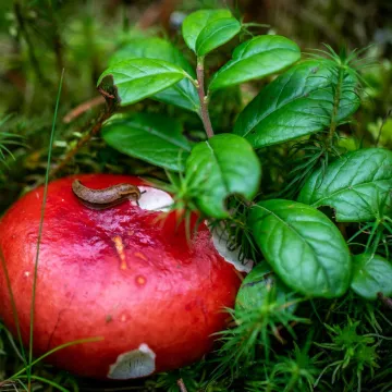 Ova biljka tjera puževe golaće: Ne podnose njen miris i ne trebaju vam pesticidi