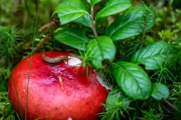 Ova biljka tjera puževe golaće: Ne podnose njen miris i ne trebaju vam pesticidi