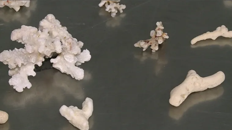 Carinici pokazali &scaron;to su na&scaron;li kod putnica u zagrebačkoj zračnoj luci: Pokupile su ih na Sej&scaron;elima, Filipinima...