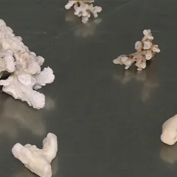 Carinici pokazali &scaron;to su na&scaron;li kod putnica u zagrebačkoj zračnoj luci: Pokupile su ih na Sej&scaron;elima, Filipinima...