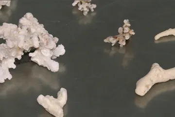 Carinici pokazali &scaron;to su na&scaron;li kod putnica u zagrebačkoj zračnoj luci: Pokupile su ih na Sej&scaron;elima, Filipinima...