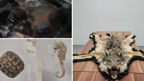 Medvjed, palma, vuk, preparirane ptice: Evo &scaron;to su sve putnici poku&scaron;ali unijeti u na&scaron;u zemlju