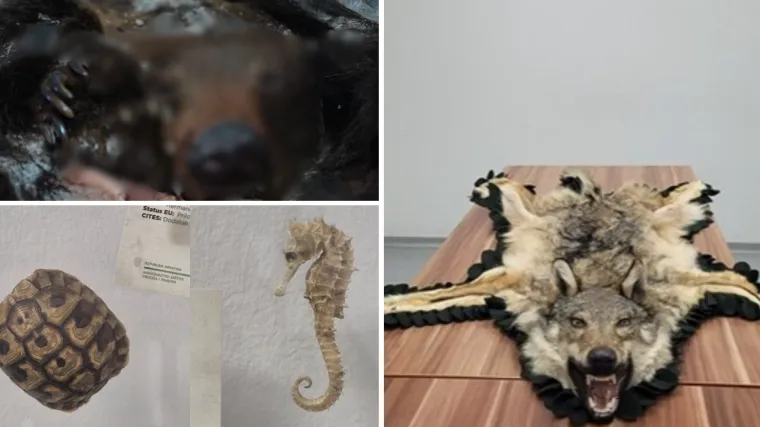 Medvjed, palma, vuk, preparirane ptice: Evo &scaron;to su sve putnici poku&scaron;ali unijeti u na&scaron;u zemlju