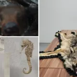 Medvjed, palma, vuk, preparirane ptice: Evo &scaron;to su sve putnici poku&scaron;ali unijeti u na&scaron;u zemlju